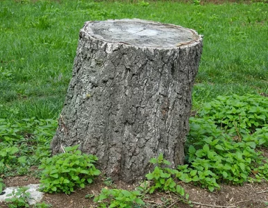 Miniatura: Nie kop, nie pal, nie truj gleby. Jeśli...
