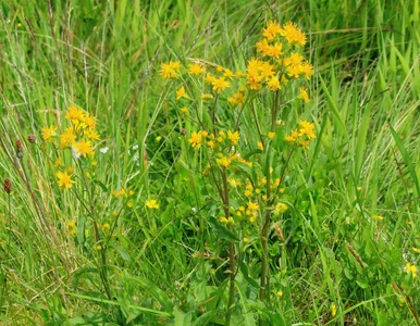 Miniatura: Wylej to pod rośliny, a będą rosły jak...