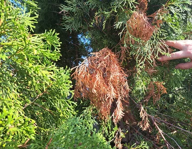 Miniatura: Tuje brązowieją? Ten prosty trik pomoże im...