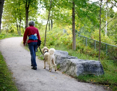Miniatura: Czy można zabrać psa do sanatorium? O tym...