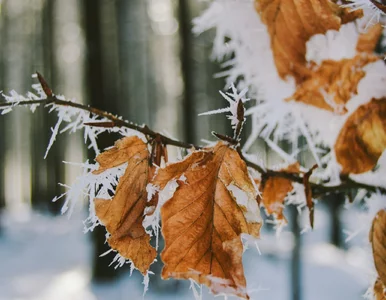 Miniatura: Śnieg w środku maja. Zima wróciła do Polski