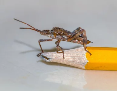 Miniatura: Śmierdzące pluskwiaki w polskich domach....