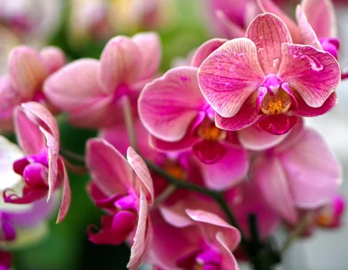 Miniatura: Wsyp dwie łyżeczki do storczyka. Wypuści...