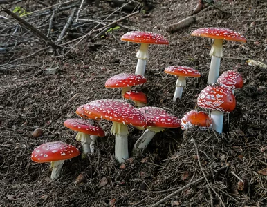 Miniatura: Trujące grzyby w modzie. Dorosły mężczyzna...