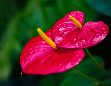 Miniatura: Zrób tę odżywkę z kuchennych resztek, a...