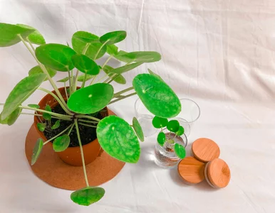 Miniatura: Pieniążek znowu zielony! Domowa odżywka,...