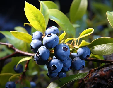 Miniatura: Zadbaj o borówki po owocowaniu! Sprawdź,...