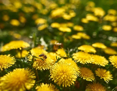 Miniatura: Jeden oprysk i po chwastach. Naturalna...