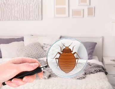 Miniatura: Ten zapach w sypialni może oznaczać...