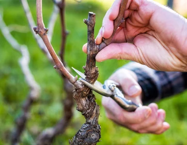 Miniatura: Najpierw przeczytaj, potem tnij. Jeden...