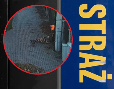 Miniatura: Agresywne psy napadły chłopca w biały...