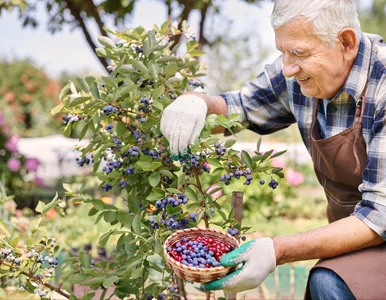 Miniatura: Pół szklanki na cztery litry i podlewam...