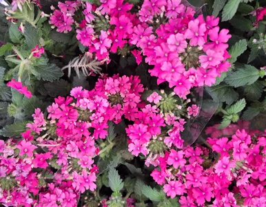 Miniatura: Raz posadzisz, a pelargonia pójdzie w...