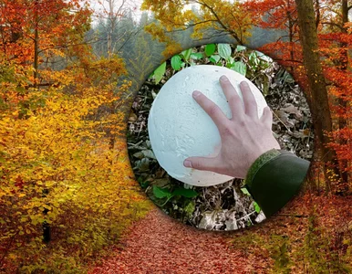 Miniatura: Niezwykłe znalezisko w polskim lesie....