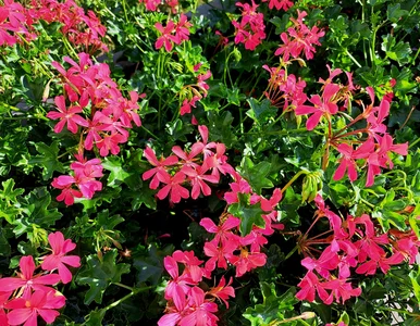 Miniatura: Warzywo zamiast nawozu? Pelargonie będą...