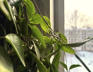 Miniatura: Wlej to zimą do doniczki. Hoya zacznie...