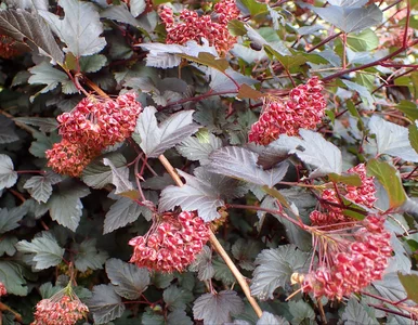 Miniatura: Chcesz mieć piękny ogród? Wyrzuć tuje,...