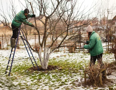 Miniatura: Zrób to w styczniu albo ogród cię...