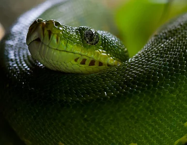 Miniatura: Niezwykłe odkrycie naukowców. Jedno serum...