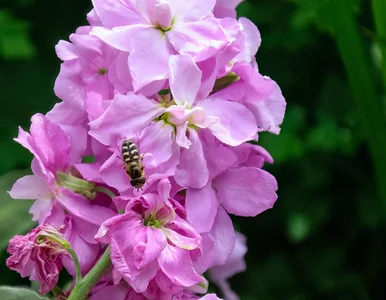 Miniatura: Jest piękniejsza i pachnie lepiej niż...