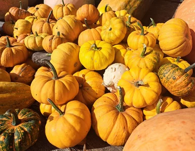 Miniatura: Która odmiana dyni jest najzdrowsza?...