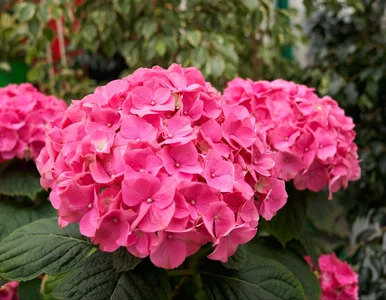 Miniatura: Wsyp 5 łyżek do wody i wlej w marcu pod...