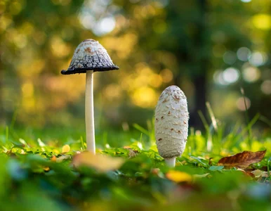 Miniatura: Grzyb jak z horroru. Straszy wyglądem,...