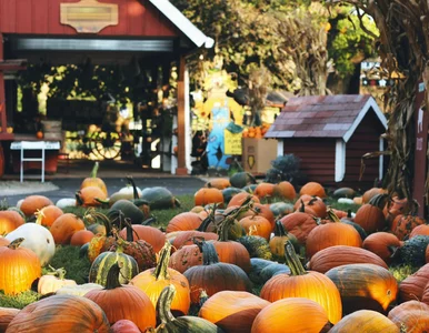 Miniatura: Wandale zniszczyli jesienną atrakcję....