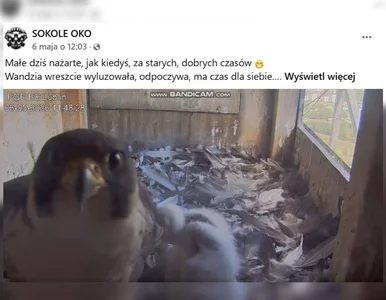 Miniatura: Nagranie z udziałem sokoła z Lublina hitem...