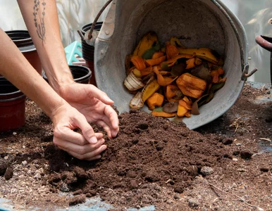 Miniatura: Zaparz herbatkę i wlej do kompostu....