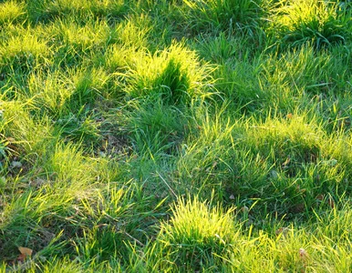 Miniatura: Masz mech i bladą trawę? Zrób to teraz z...