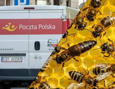 Miniatura: Poczta Polska prześle...pszczoły. Ruszyła...