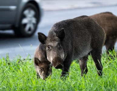 Miniatura: Polowanie na dziki w wielkim mieście....