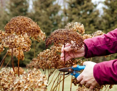 Miniatura: Źle utniesz i nie zakwitną w sezonie....