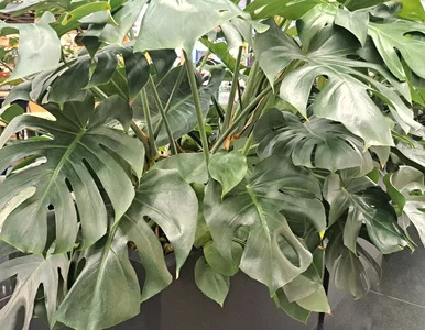 Miniatura: Wystarczy jedna łyżeczka, a monstera ruszy...