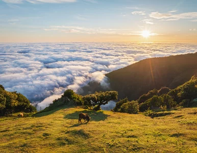 Miniatura: Magiczny las bije rekordy popularności....