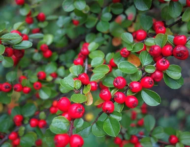 Miniatura: Wytnij tuje raz na zawsze! Ten żywopłot...