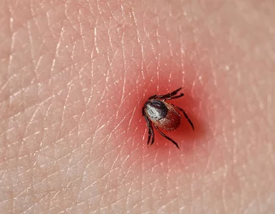 Miniatura: Ta tania roślina odstrasza kleszcze....