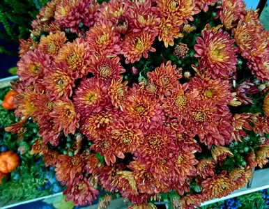 Miniatura: Zaraz będzie za późno! Ceny chryzantem...