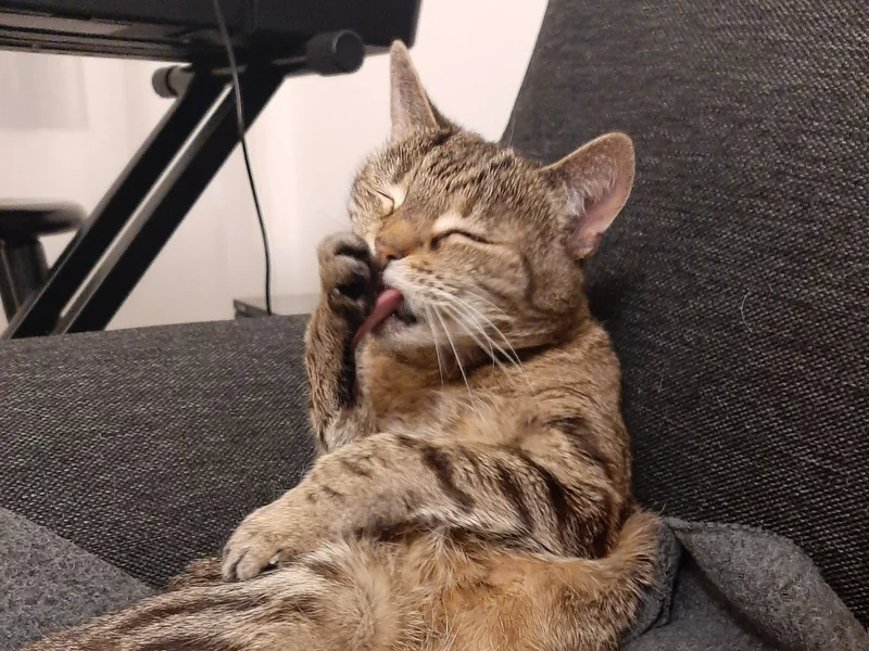 Te koty podbiły filmy i seriale. Lista hitów na Światowy Dzień Kota