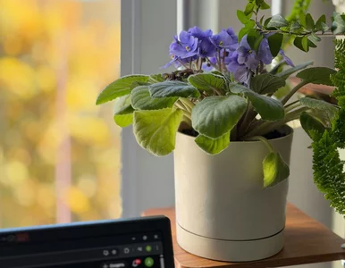 Miniatura: Jeden liść i masz kilka nowych fiołków....