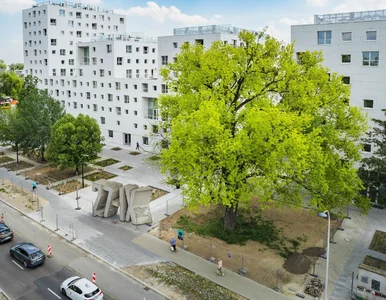 Miniatura: Topola, która przetrwała wojnę, walczy o...