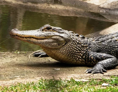 Miniatura: Odkryto dwa nowe gatunki krokodyli. Już są...