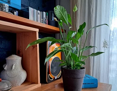 Miniatura: Wsyp 1 łyżkę do litra wody. Za dwa...