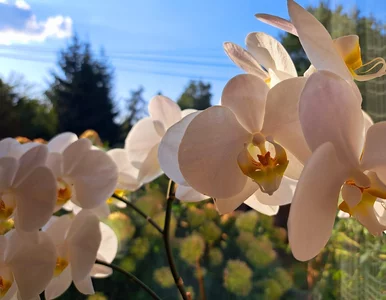 Miniatura: Zamiast do drinka, wrzuć do doniczki....