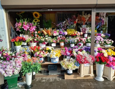 Miniatura: Róże, tulipany i goździki. Ile zapłacimy...