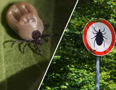 Miniatura: Gdzie jest najwięcej kleszczy? Ekspert...