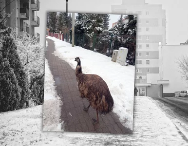 Miniatura: Egzotyczny gość w centrum miasta. „Coraz...