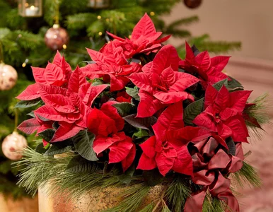 Miniatura: Postaw ją źle i zrzuci liście w 48 godzin....