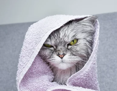 Miniatura: Dlaczego koty nie lubią wody? Powody mogą...